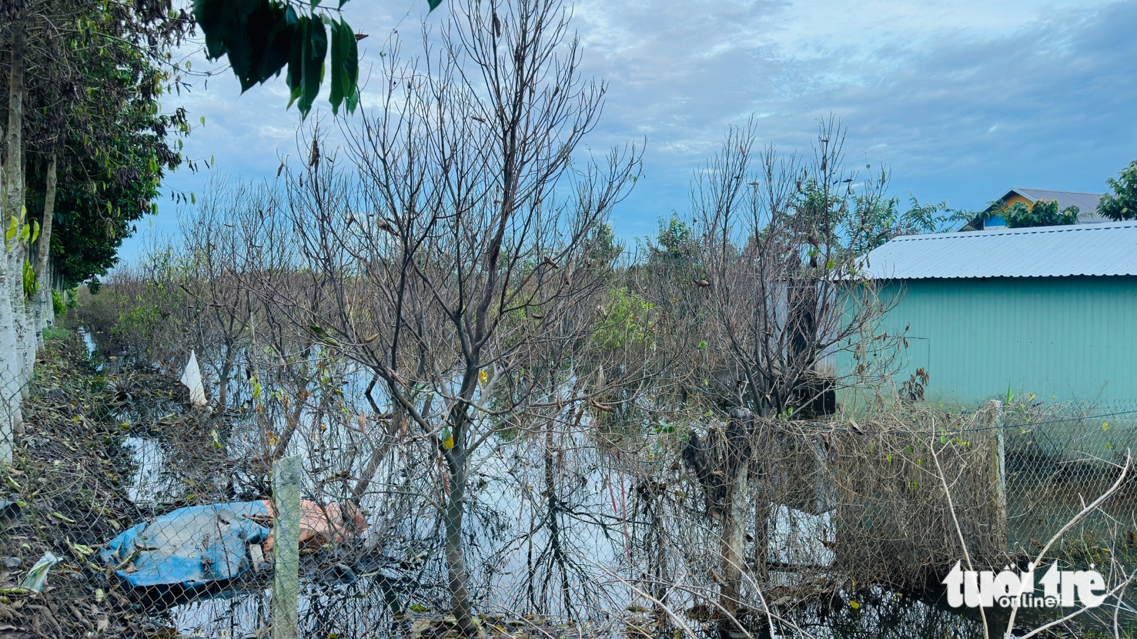 高潮结合大雨导致沙沥花村超过24公顷观赏花卉受损